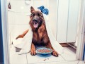 LickiMat® Splash z przyssawką, pomarańczowa
