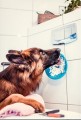 LickiMat® Splash z przyssawką, pomarańczowa