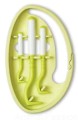 Tick Twister Clip Box Trio - kleszczołapki, zestaw zielony 3szt