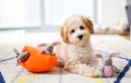 ZippyPaws Pluszowa Marchewka norka z Zajączkami