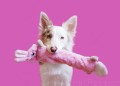 ZippyPaws Jigglerz Bunny długa zabawka, szarpak Królik