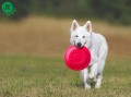FRISBEE wytrzymały dysk z pianki EVA, zielony 22cm