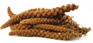 Proso SENEGALSKIE w naturalnej postaci kłosów 200g