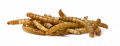 Suszone LARWY mącznika, opakowanie 80 g
