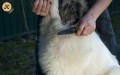Uniwersalny grzebień JK ANIMALS / 29 obrotowych grotów / MIESZANY