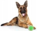 Piłka dla PSA z kolcami / JK ANIMALS / TPR / zielona, wytrzymała 9cm